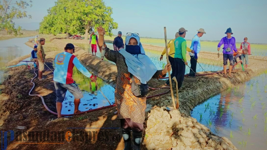 Jelang Musim Tanam, Petani Compreng Berburu Tikus