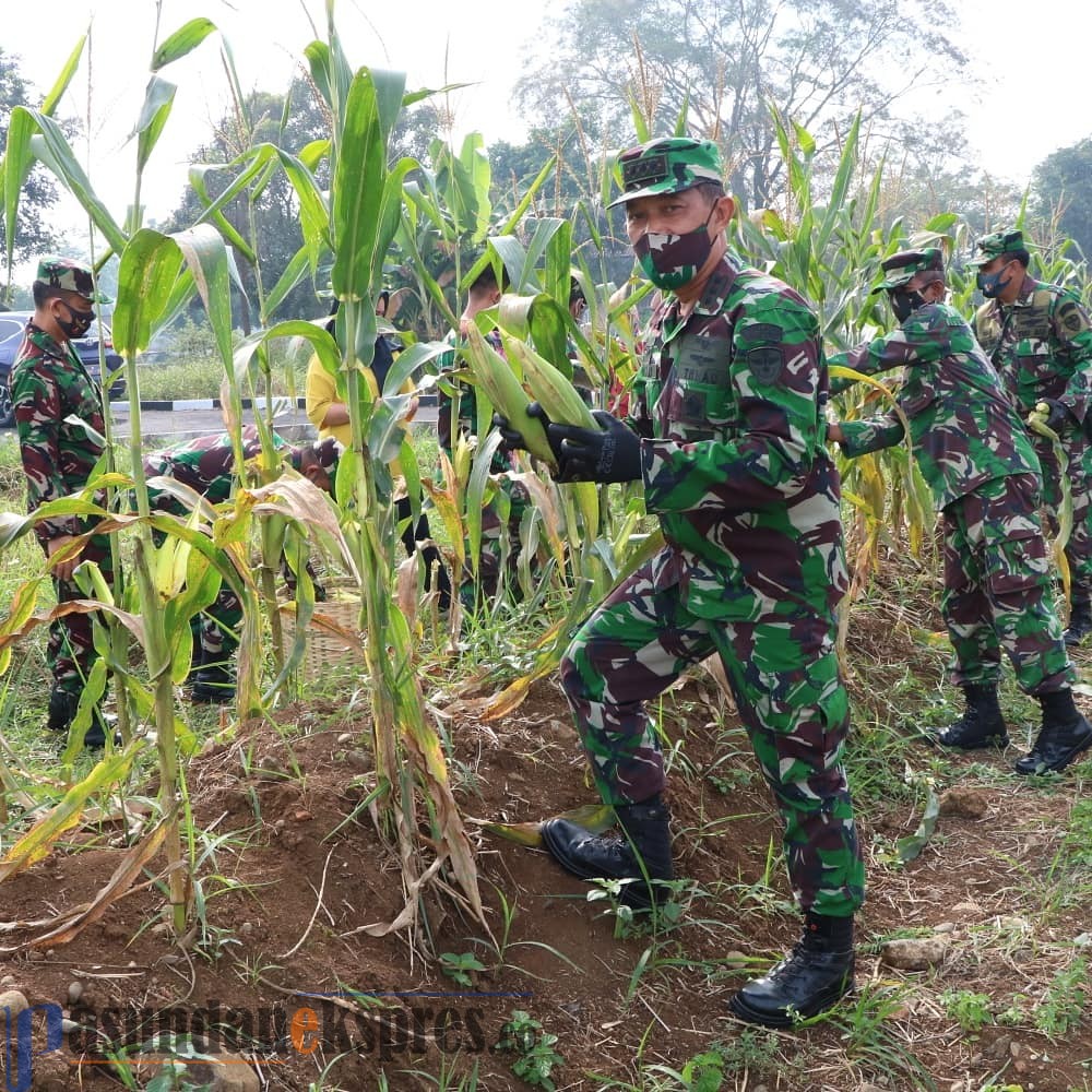 Sukseskan Program Ketahanan Pangan, Wingdiktek Panen Jagung