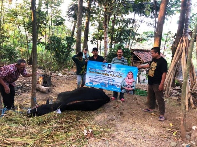 Idul Adha, Anggota DPR RI Neng Farah Sumbang 15 Ekor Sapi Qurban untuk Dapil Jabar IX