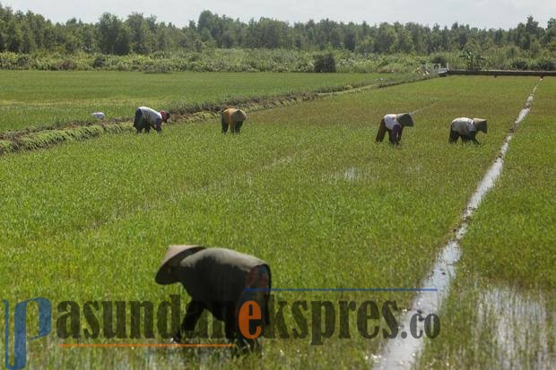 Solusikah Lumbung Pangan Nasional Bagi Indonesia?