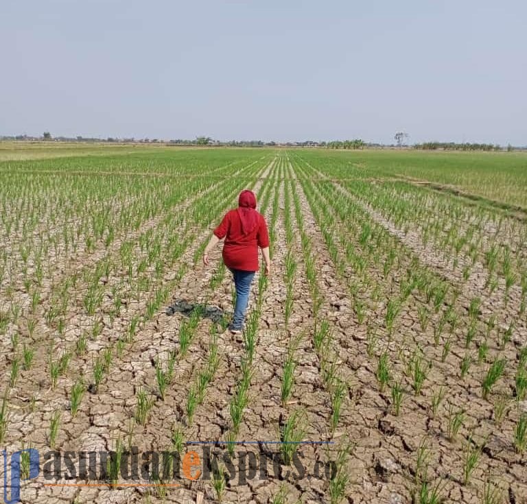 365 Hektare Sawah Alami Kekeringan, Pasokan Air Tidak Sampai