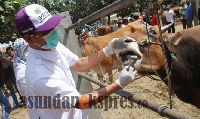 Daging Diantar ke Rumah Penerima