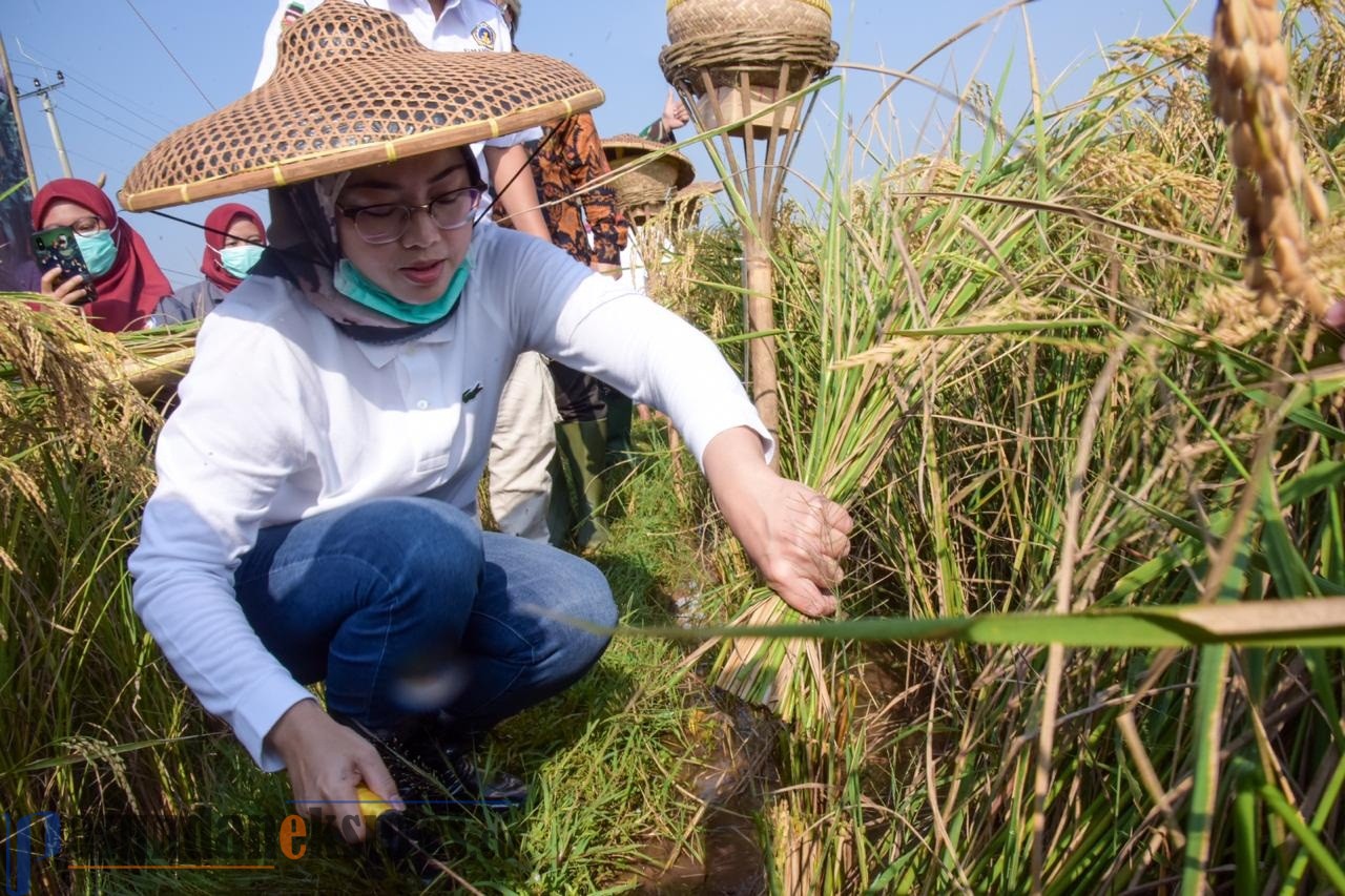 Pemkab Pastikan Produktivitas Petani Tetap Terjaga