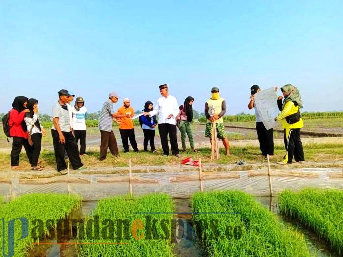 Menilik Kesulitan Petani di Daerah Lumbung Padi Nasional