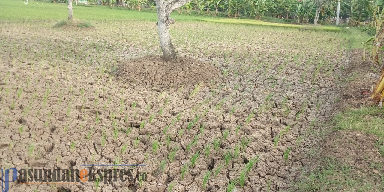 Blok Sawah Dusun Wanajaya Desa Bobos Tak Terjangkau Air