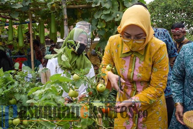 Bupati Purwakarta Ajak Milenial Bertani, Sayuran Juga Tumbuh di Dataran Rendah