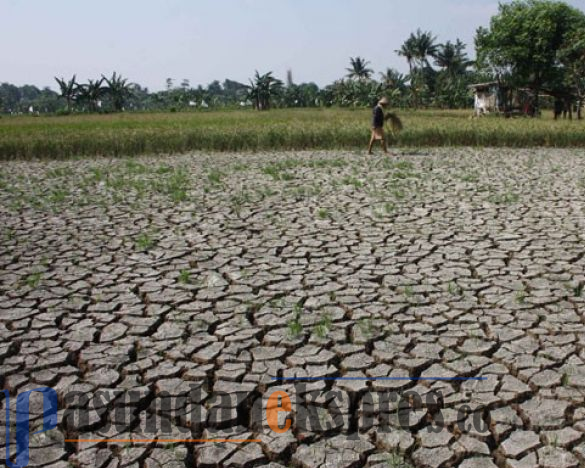 Pupuk Langka Akibat Pengurangan Kuota, Petani Terpaksa Beli Non Subsidi