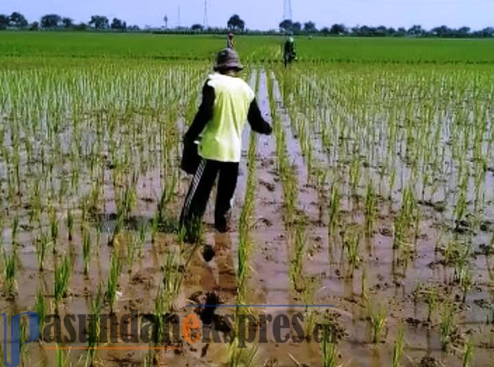 Pembangunan Bendungan Sadawarna Belum Ada Progres