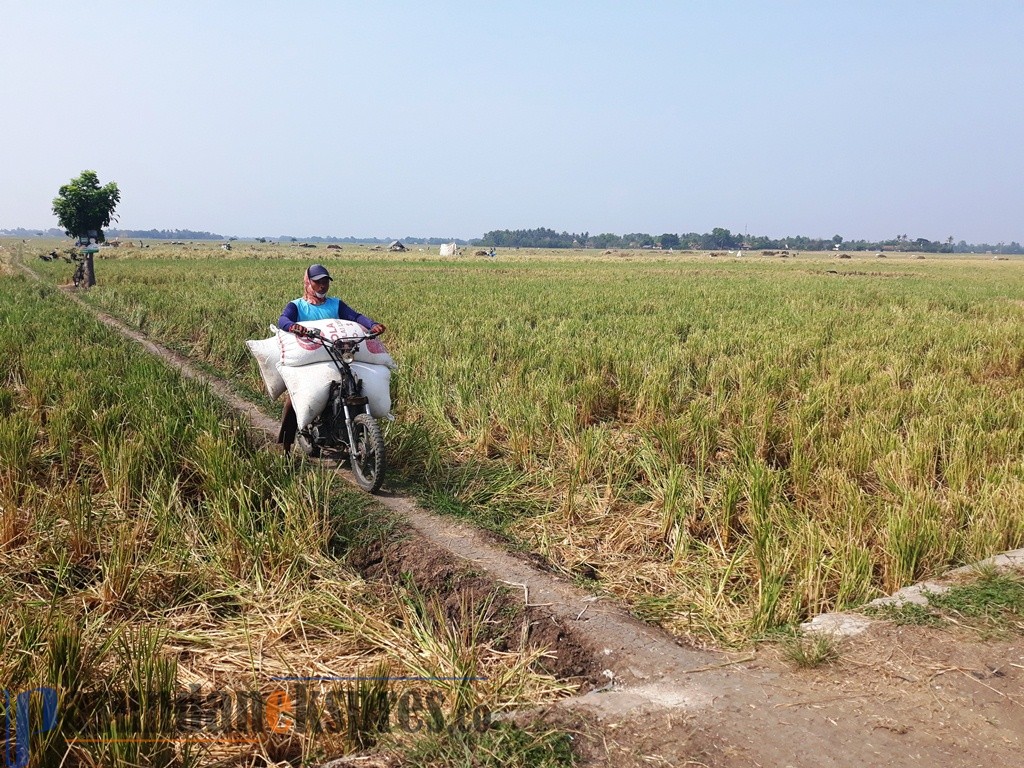 Sawah Delapan Kecamatan Kekeringan