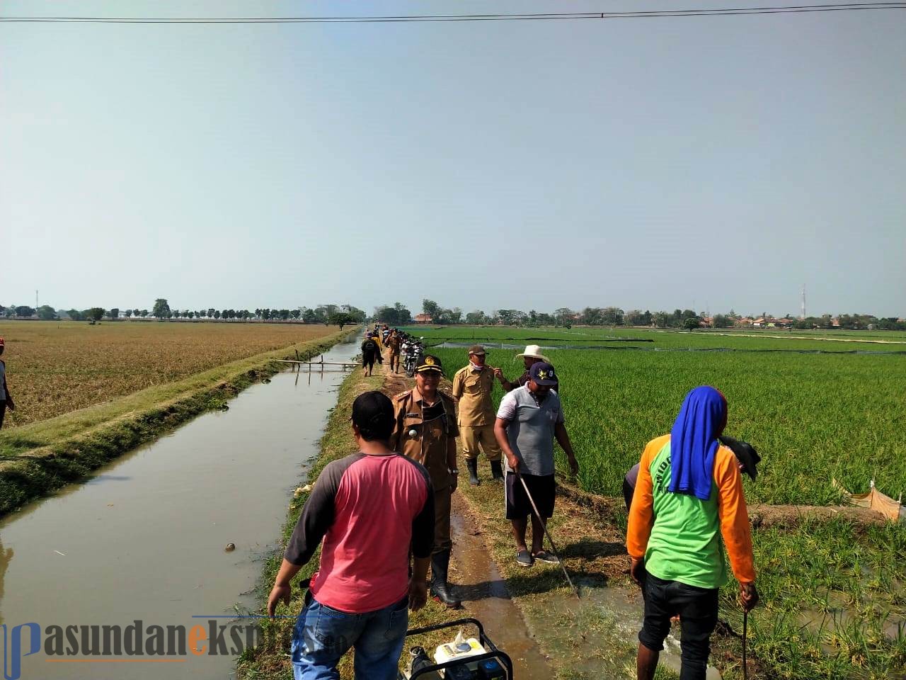 Terserang Hama Tikus, Desa Batangsari Tiga Musim Tak Pernah Panen