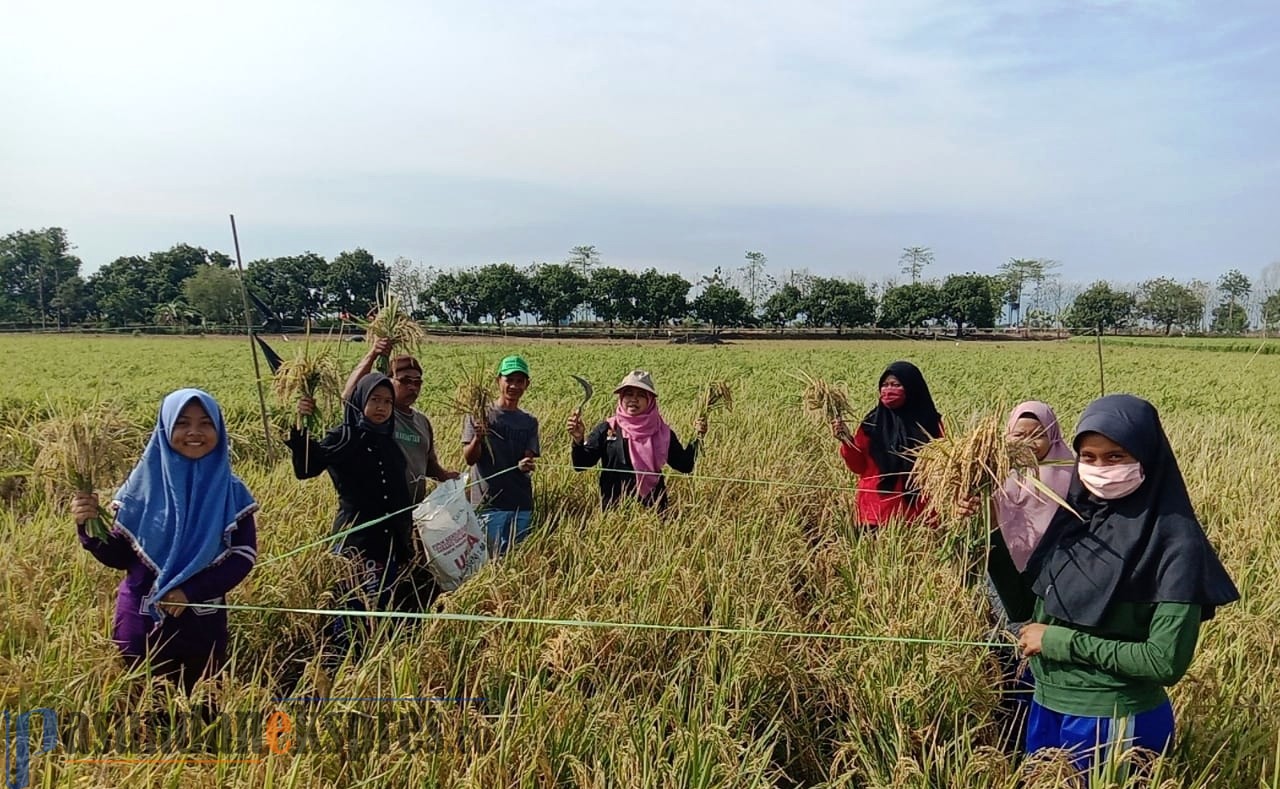 Implementasikan Modrn Smart Farming Petani di Subang Berhasil Panen 12,3 Ton dari 1 Hektare Lahan Sawah