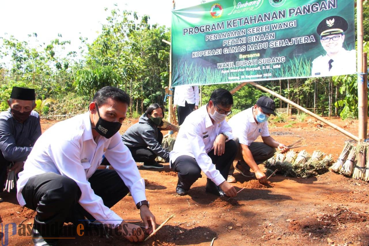 Tanam Sereh Wangi, Inovasi Koperasi Ganas Madu Sejahtera