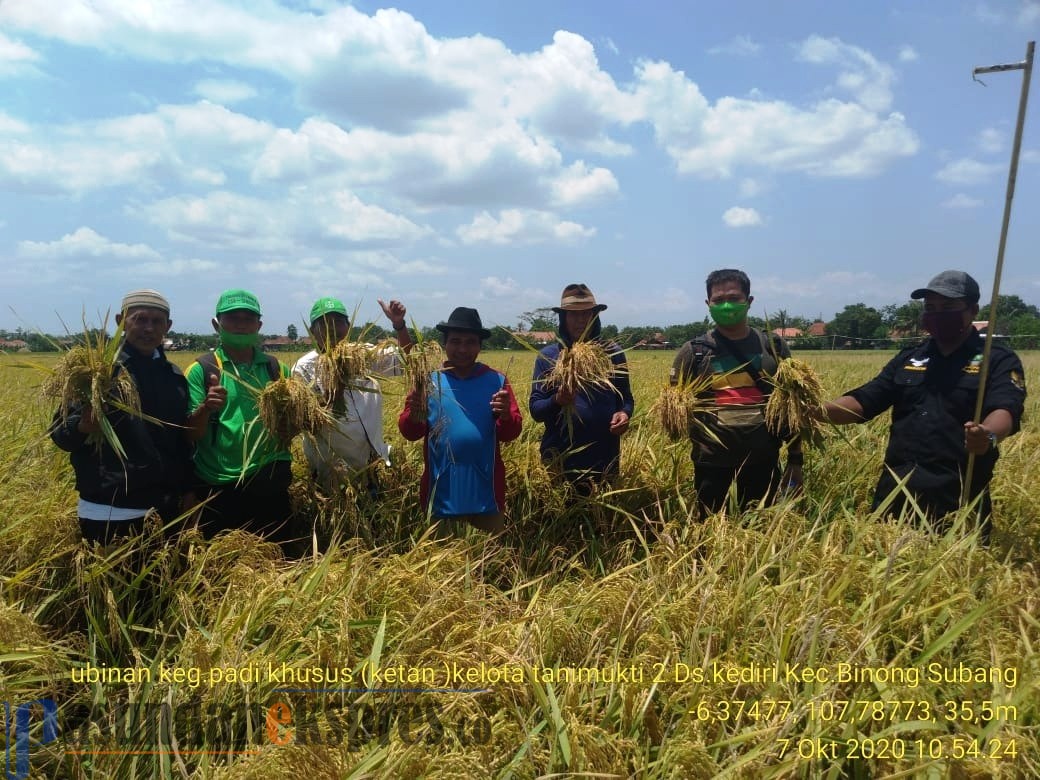 Inilah Cara membasmi Hama untuk Meningkatkan Produksi Ketan