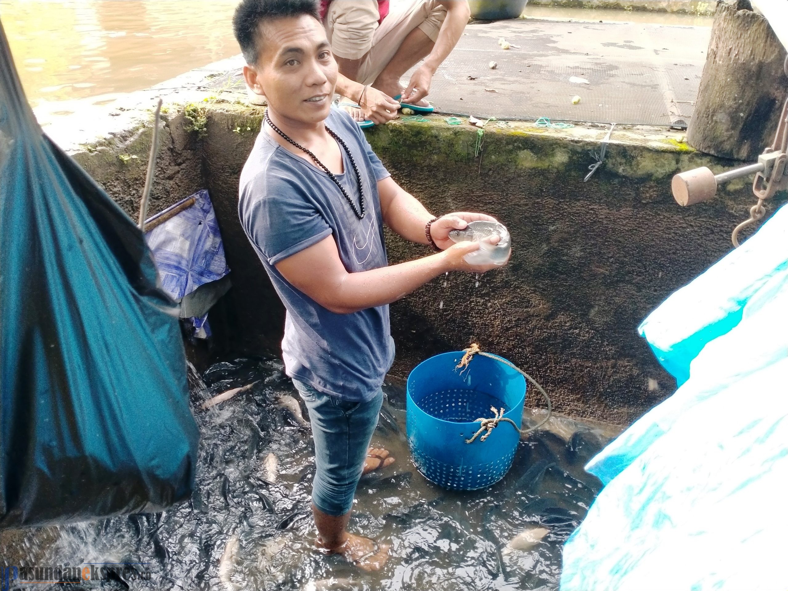 Pembudidaya Ikan Menjerit, Harga Pakan Naik tapi Penjualan Ikan Merosot