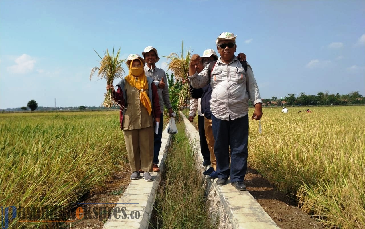 Di Tengah Kesulitan Pupuk dan Air, 1.353 Hektare Sawah di Subang Mulai