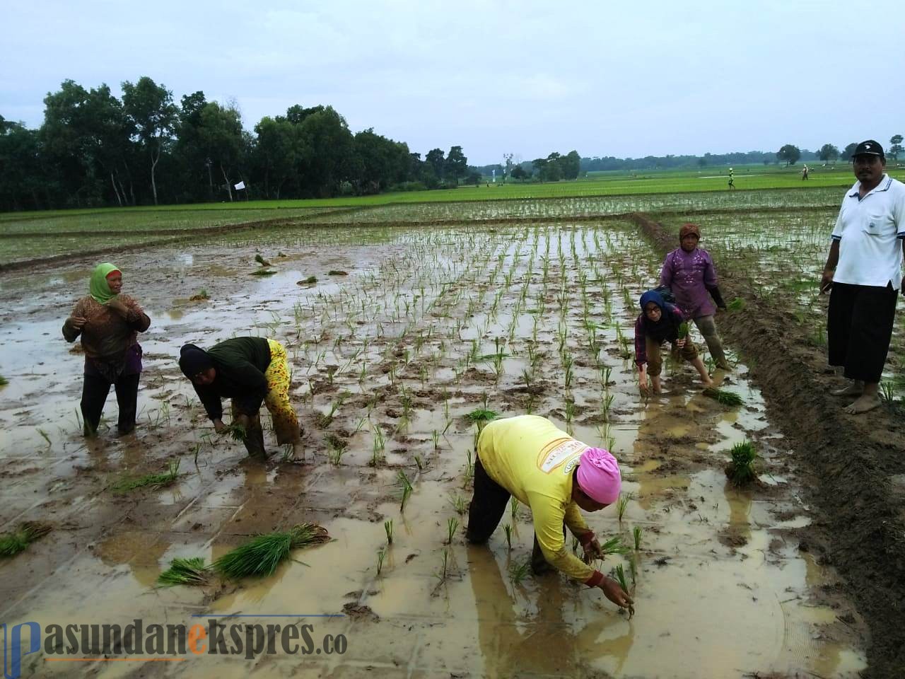 Petani Didorong Mulai Tanam Padi Lagi