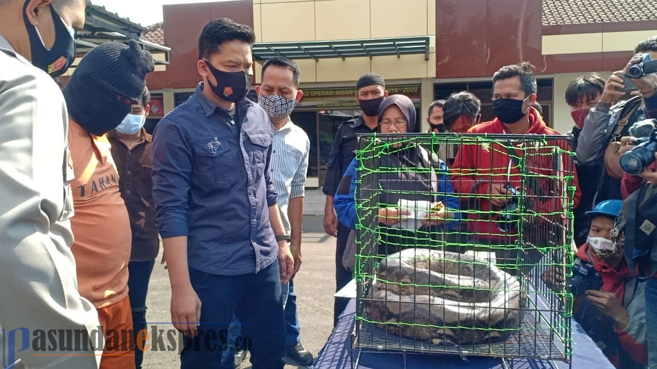 Polisi Tahan Pria Pengancam Kadis PUPR dengan Ular Piton