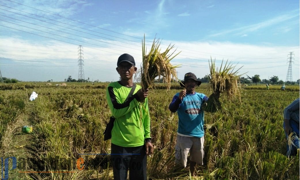 Berkat Ini, Tahun 2020 Petani di Pusakanagara Bisa Panen 2 Kali