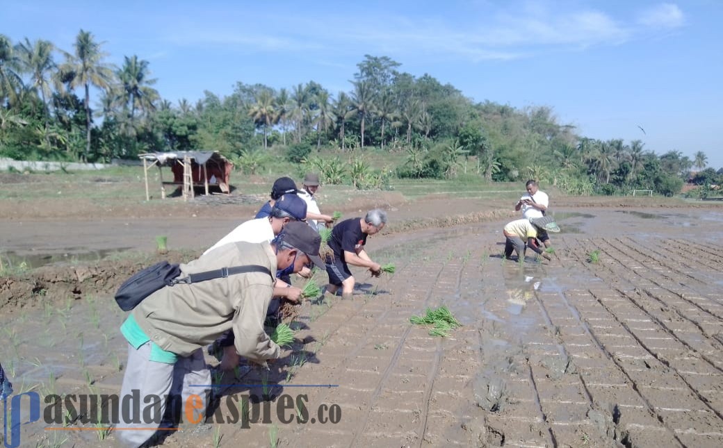 Mulai Turun Hujan, Pemkab Minta Petani Segera Tanam Padi