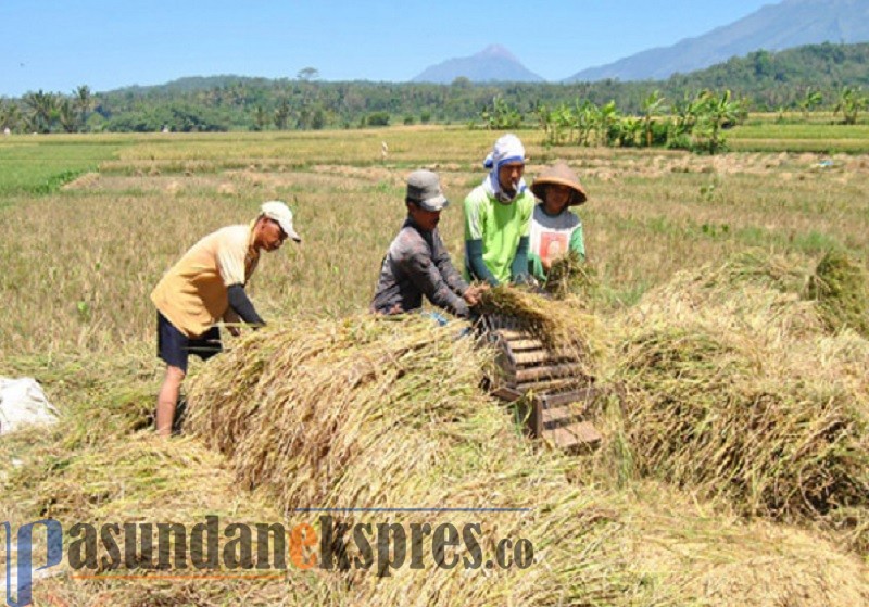 Pekan Ini, Lahan Pertanian di Pamanukan Mulai Panen