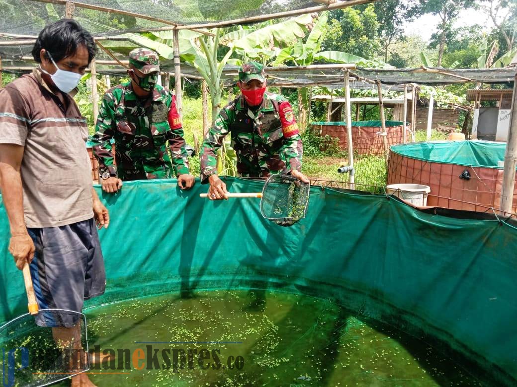 Sukses, Warga Aplikasikan Demplot BIOS 44 DC untuk Budidaya Lele