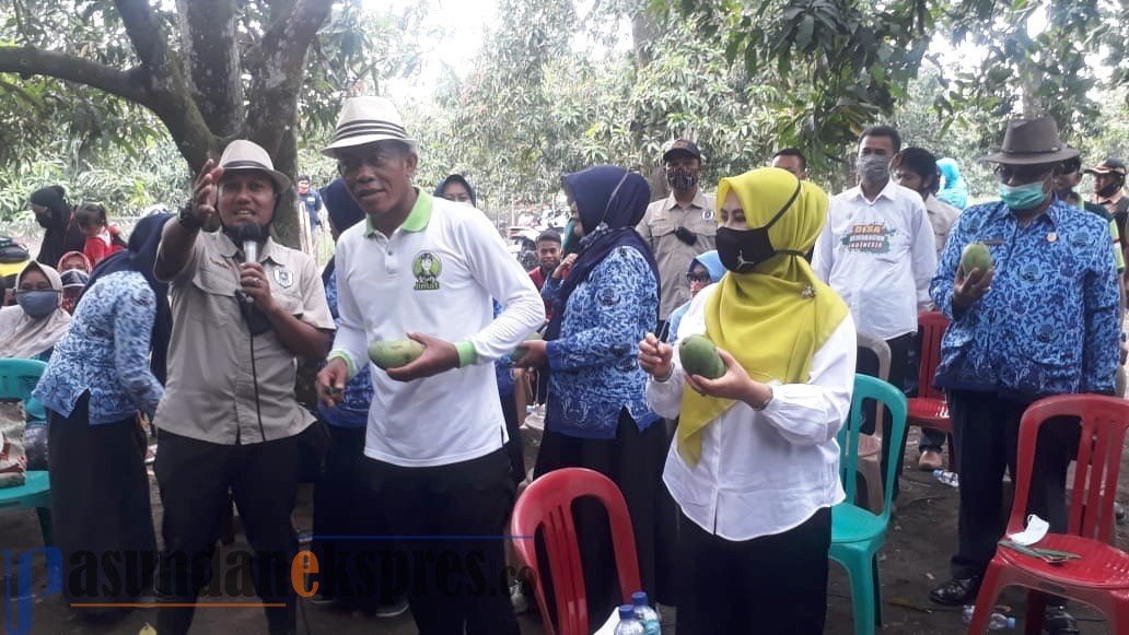 Ruhimat Gagas Wisata Buah Mangga di Bojonegara