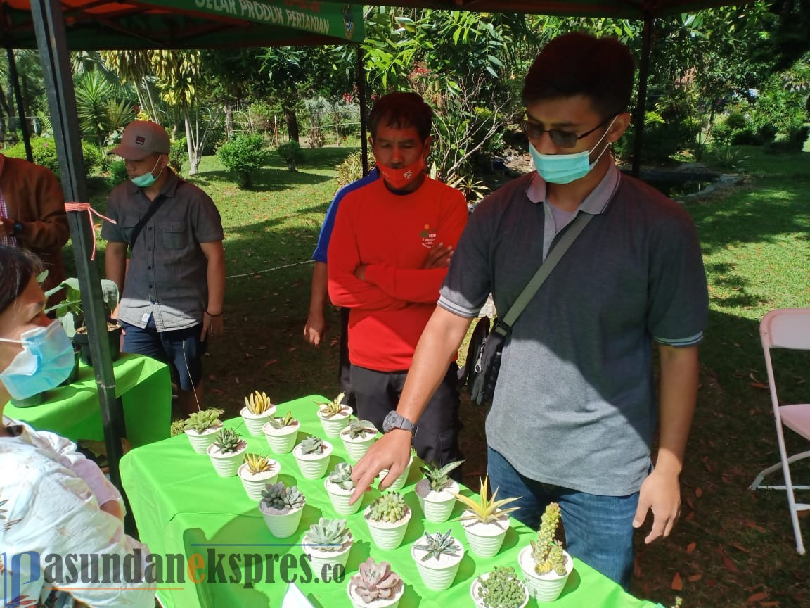 Kaktus Sukulen Rambah Pasar Internasional