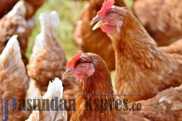 Covid-19 Belum Usai, Jerman Temukan Flu Burung Jenis H5N8