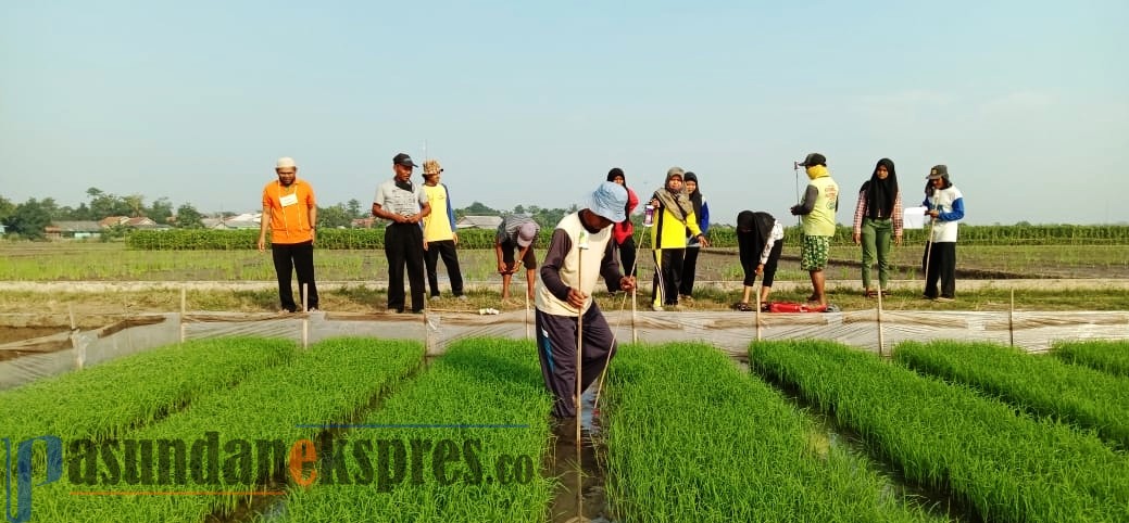 Produksi Padi Tidak Terpengaruh Covid-19, Targetkan 1,3 Juta Ton Gabah