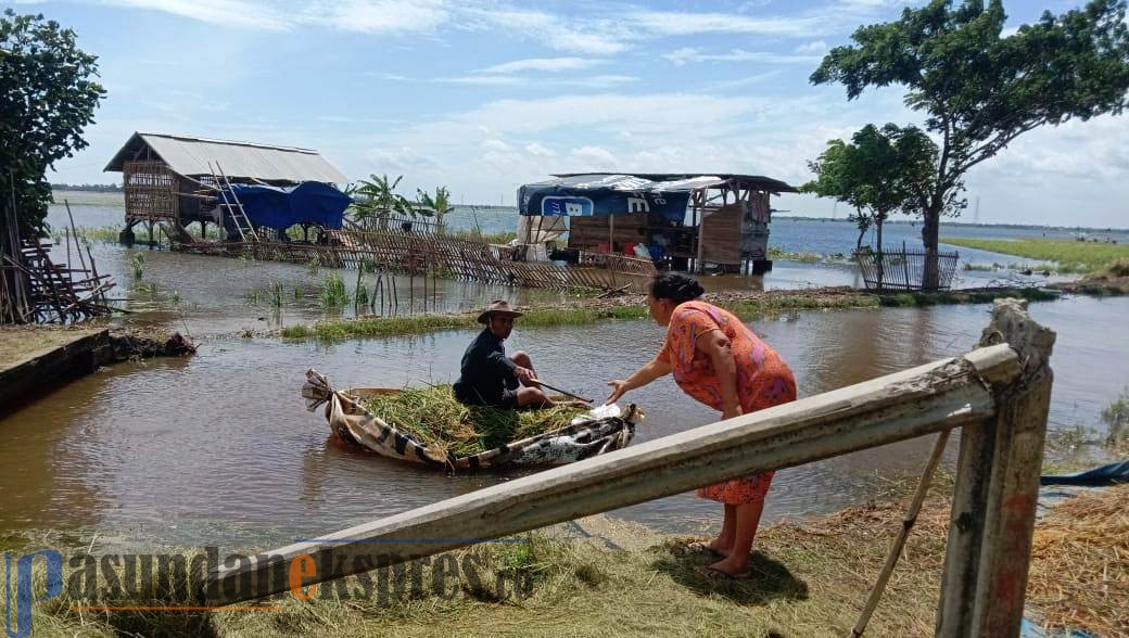 Gunakan Perahu Panen Ratusan Hektar Sawah Terendam