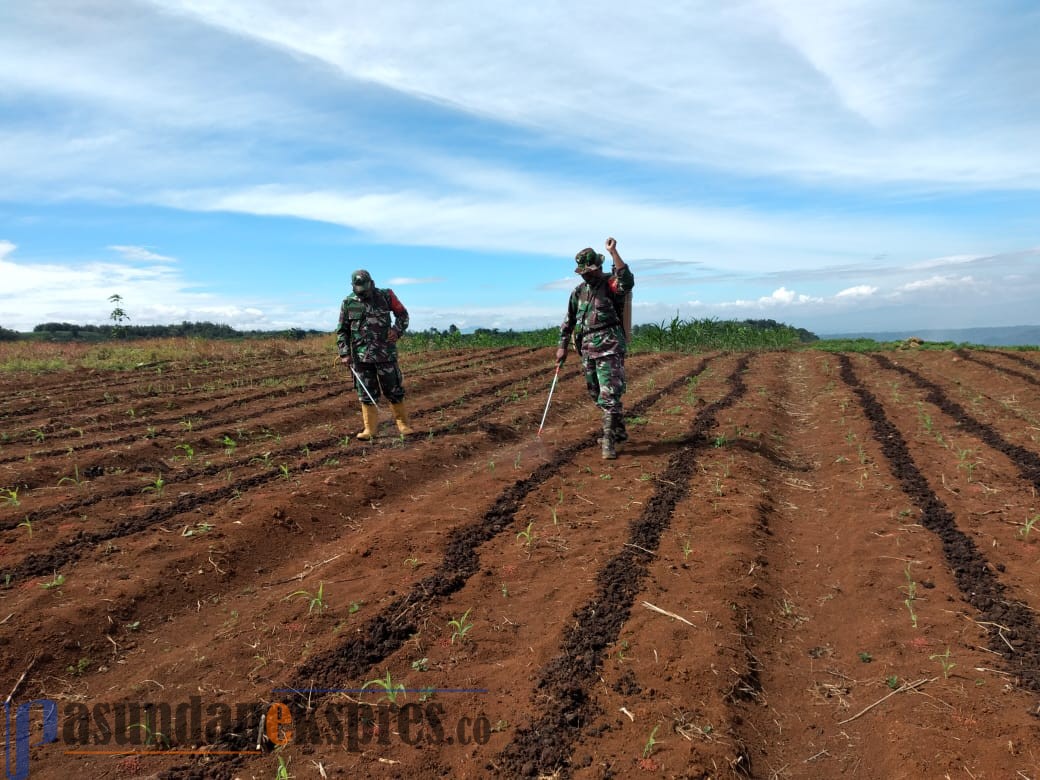 Kodim 0619 Purwakarta Kembangkan Demplot Jagung Manis