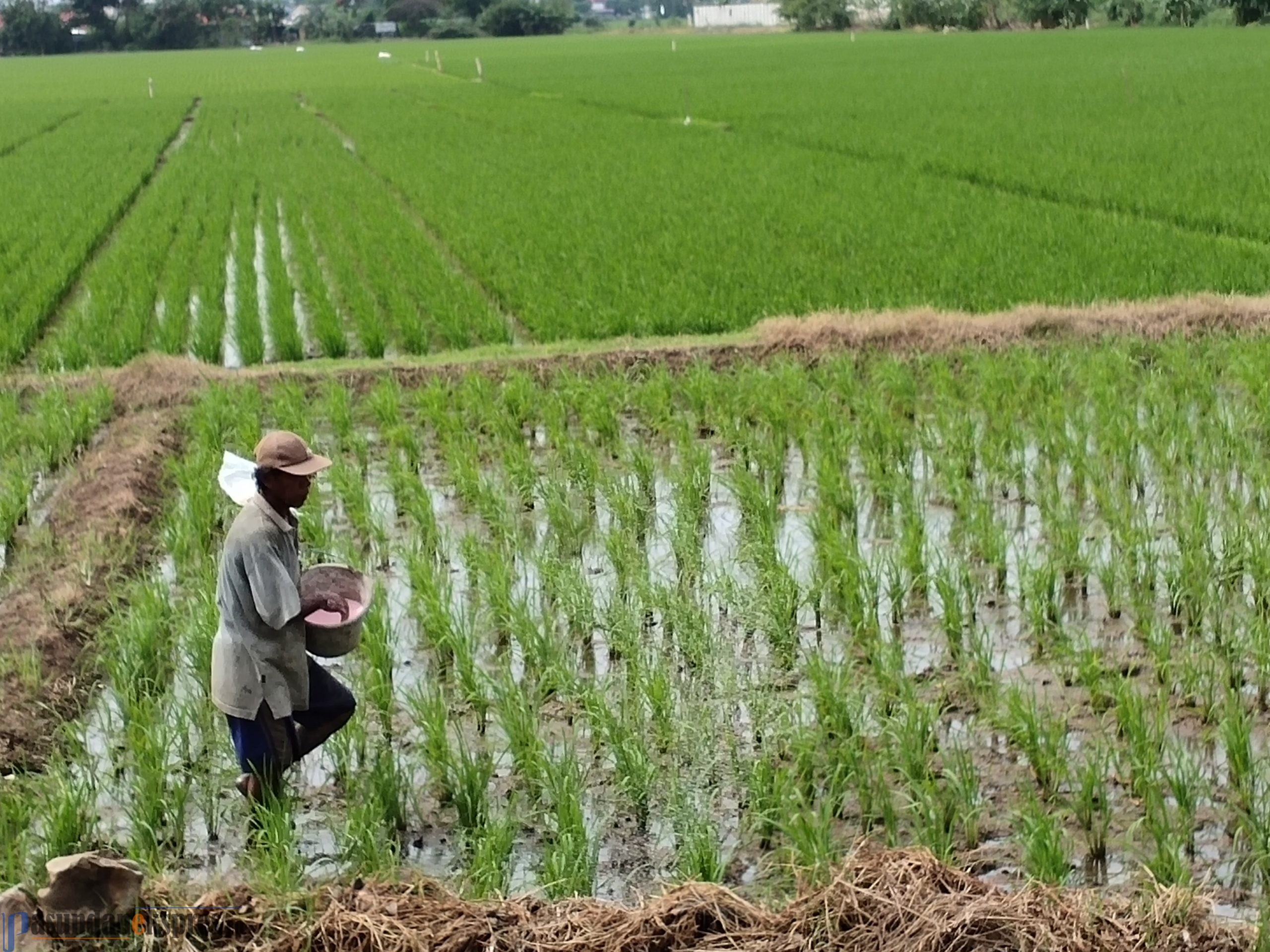 Tahun Depan, Pembelian Pupuk Dibatasi 225 Kg per Hektare