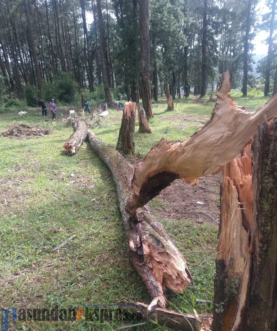 Perhutani Mitigasi Pohon Rawan Tumbang