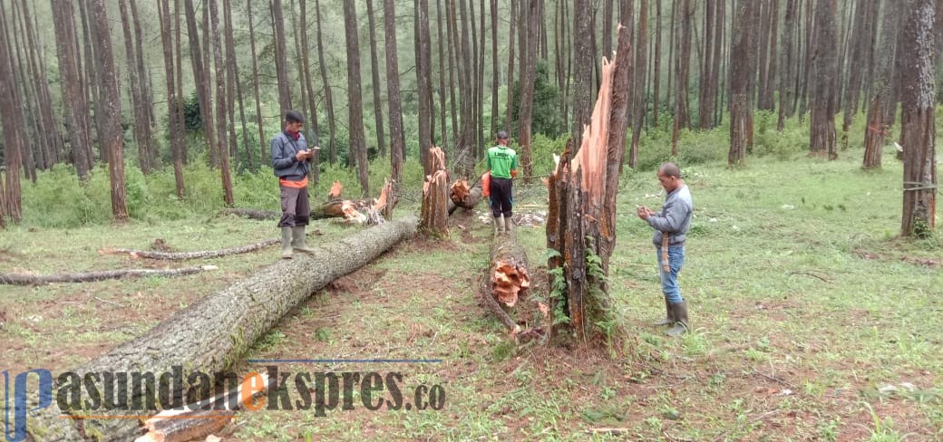 Puting Beliung Porak-porandakan Hutan Pinus