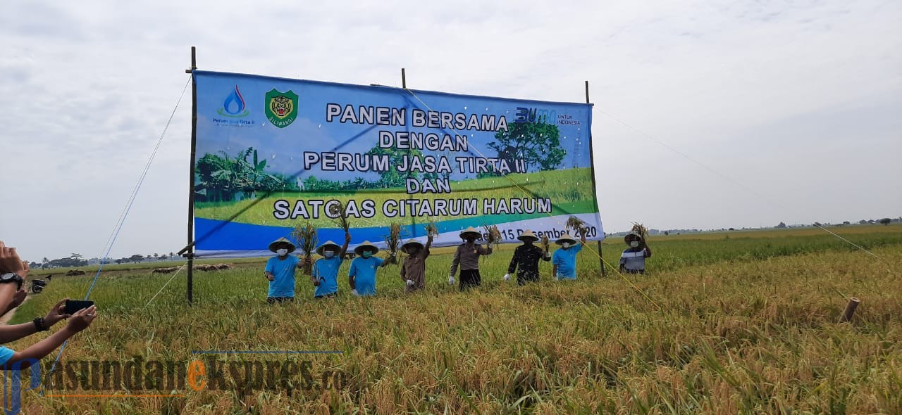 PJT II Panen Raya Bersama dengan Satgas Citarum Harum