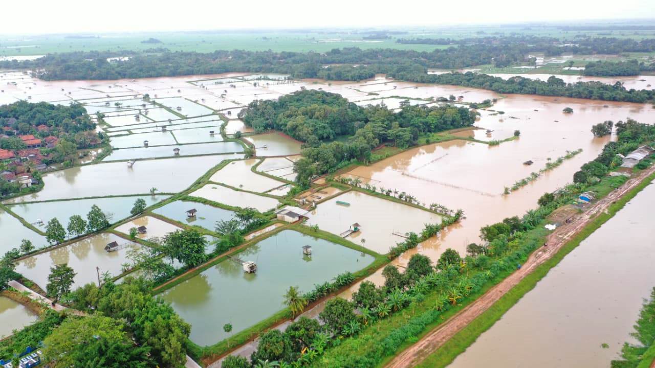 4.887 Hektare Tambak Terendam, Kerugian Capai Puluhan Miliar