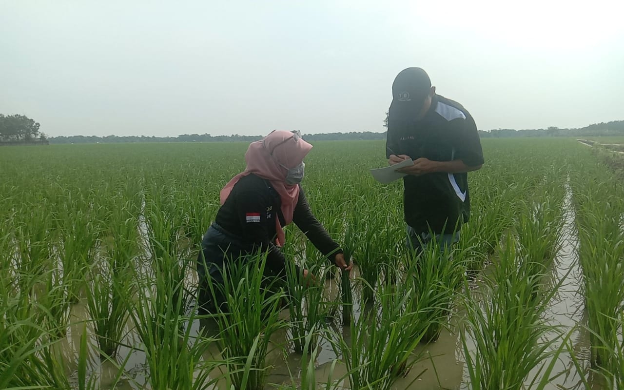 Petani di Pantura Waspada Penyakit Tanaman Padi