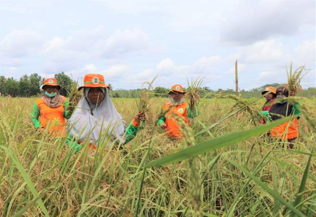 Dua Tahun Food Estate, Produktivitas Petani Meningkat