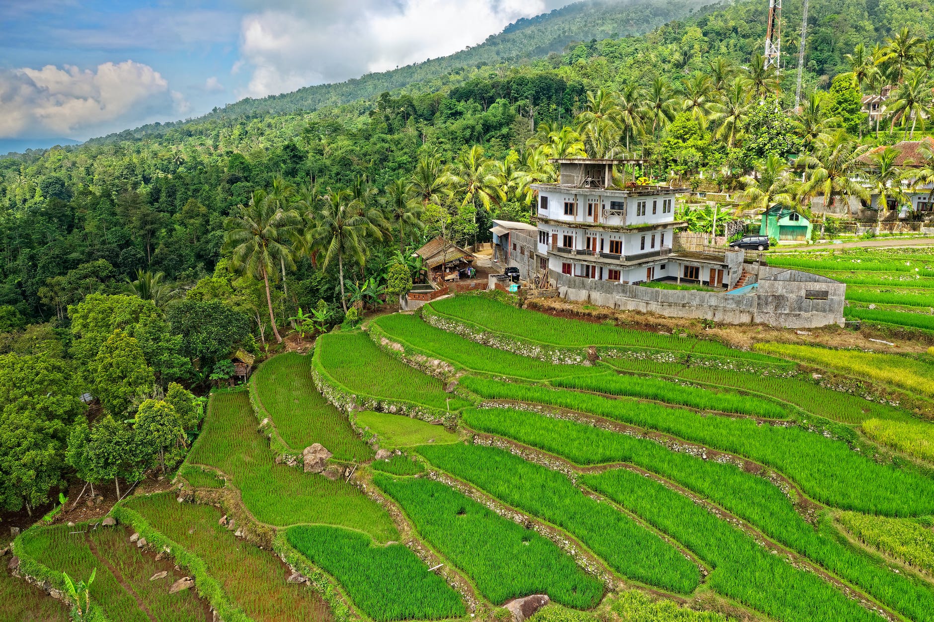 Asuransi Usaha Tani Padi, Dianjurkan Saat Petani Disinggahi Kemarau