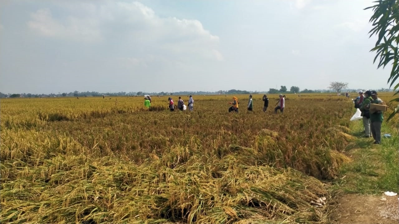 Dinas Pertanian Kabupaten Karawang Anggarkan Rp119 Juta untuk Penangkaran Burung Hantu