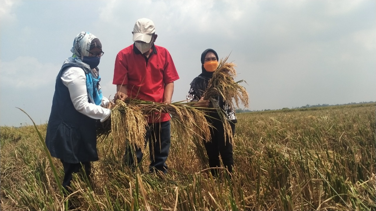 Sekali Tanam Padi Bisa Lima Kali Panen