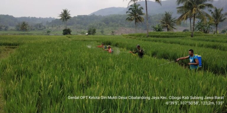 Produksi Beras Ketan di Kabupaten Subang