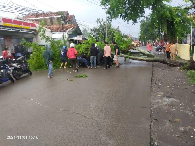 Sedang Melintas, Pemotor Tertimpa Pohon Tumbang Tewas Seketika