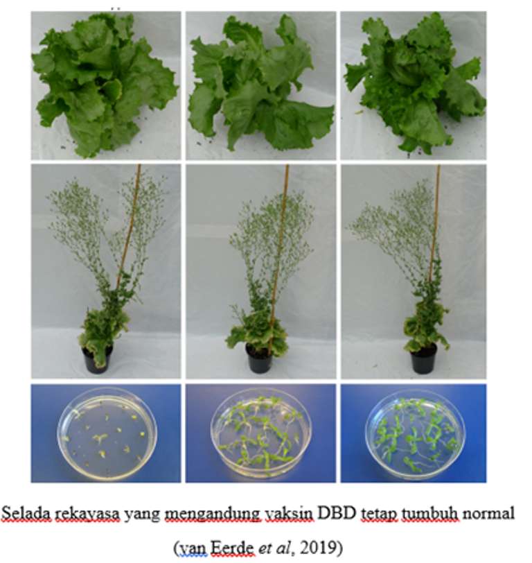 Potensi Vaksin Oral DBD Berbasis Tanaman Selada
