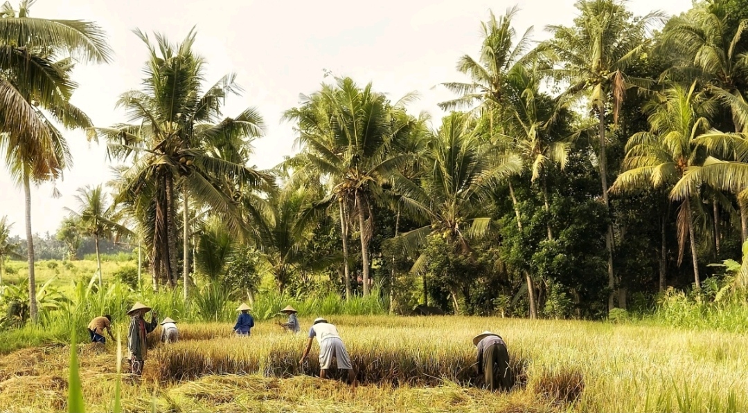 Padi C4: Rekayasa Genetika untuk Meningkatkan Hasil Panen