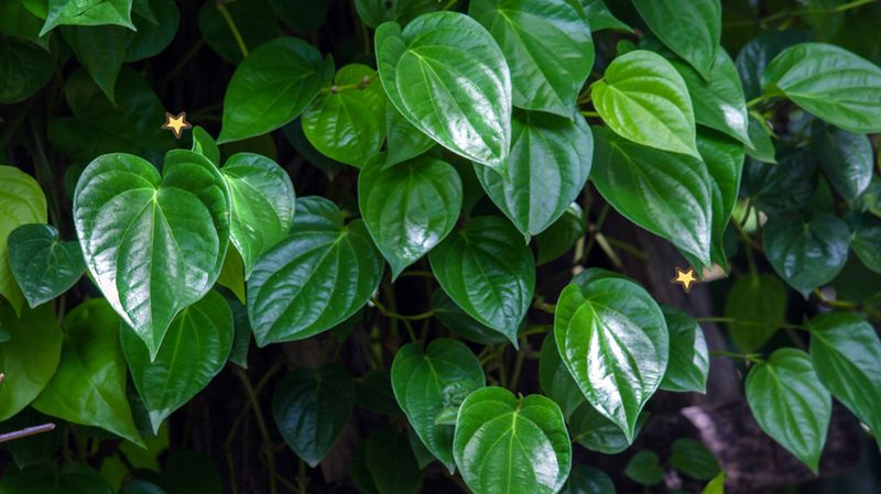 Manfaat Daun Sirih untuk Wajah, Bikin Jerawat Kabur