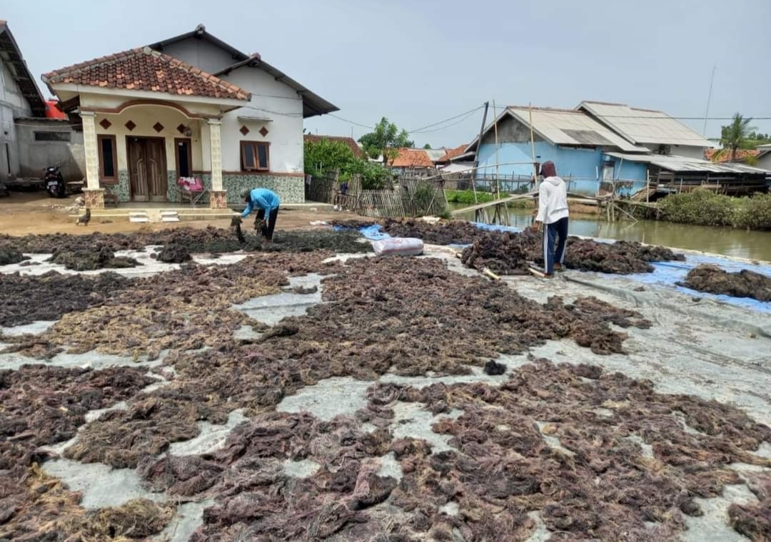 Budidaya Rumput Laut di Karawang