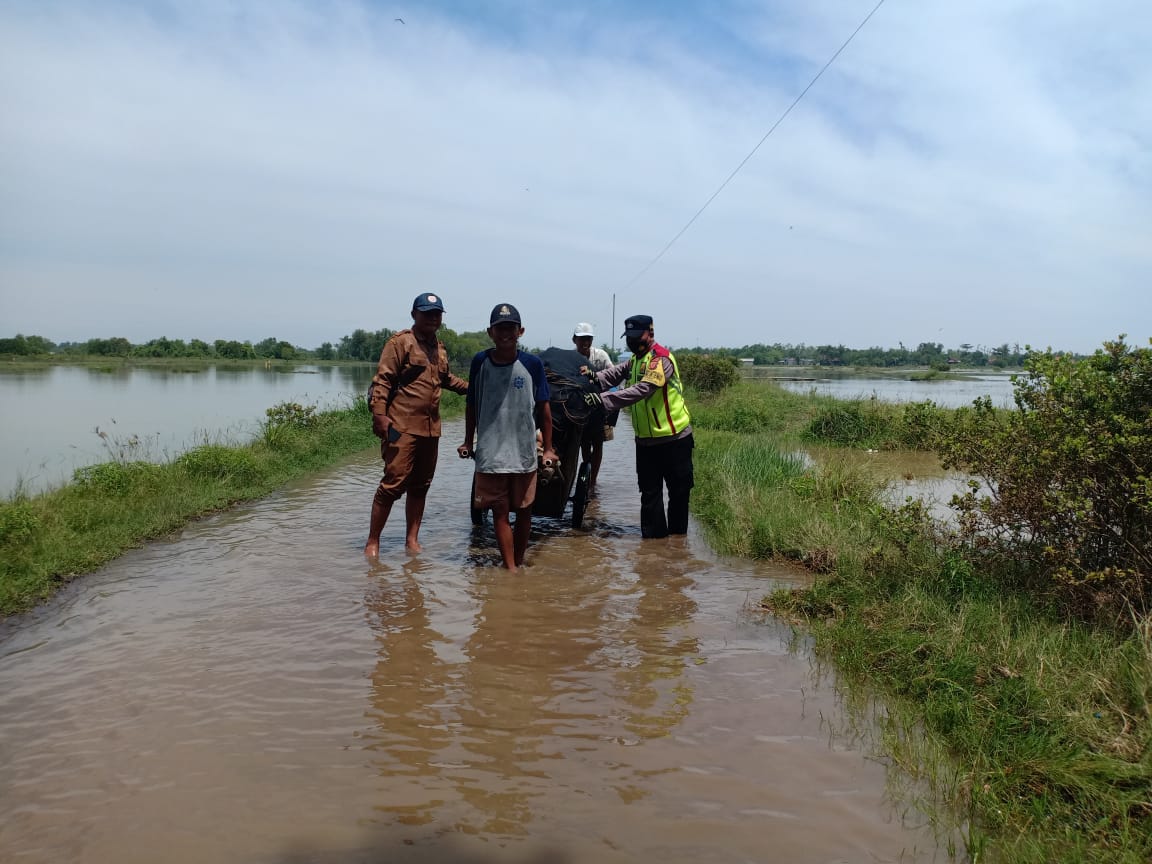 Ratusan Hektare Tambak Udang dan Bandeng Terendam Rob, Petambak Pantura Minta Diperhatikan Pemerintah