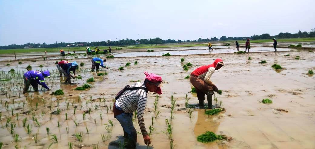 Musim Tanam Rendeng, Petani di Subang Khawatir Anomali Iklim