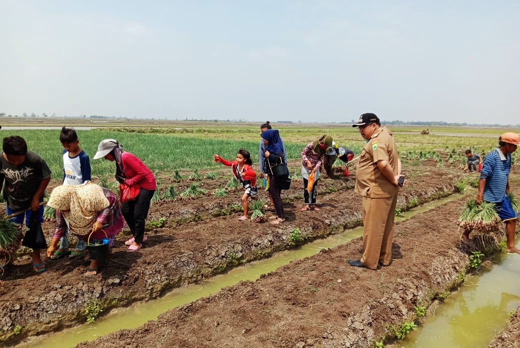 Produksi Bawang Merah Pusakajaya Subang Tak Kalah dari Brebes